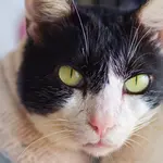 ふくちゃん