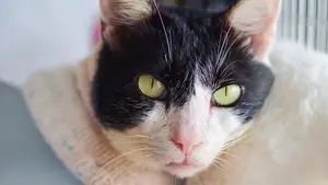 ふくちゃん